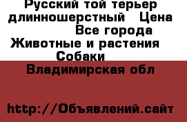 Русский той-терьер длинношерстный › Цена ­ 7 000 - Все города Животные и растения » Собаки   . Владимирская обл.